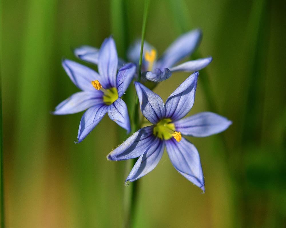 blue-purple flowers with green grass background out of focus